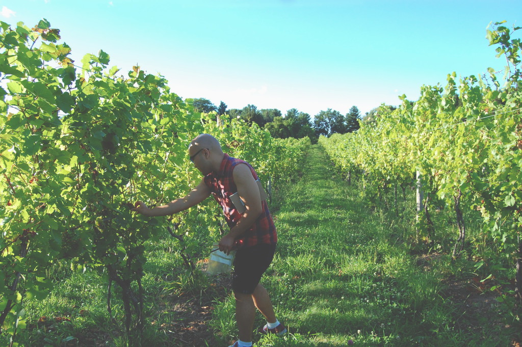 Me picking underripe grapes.
